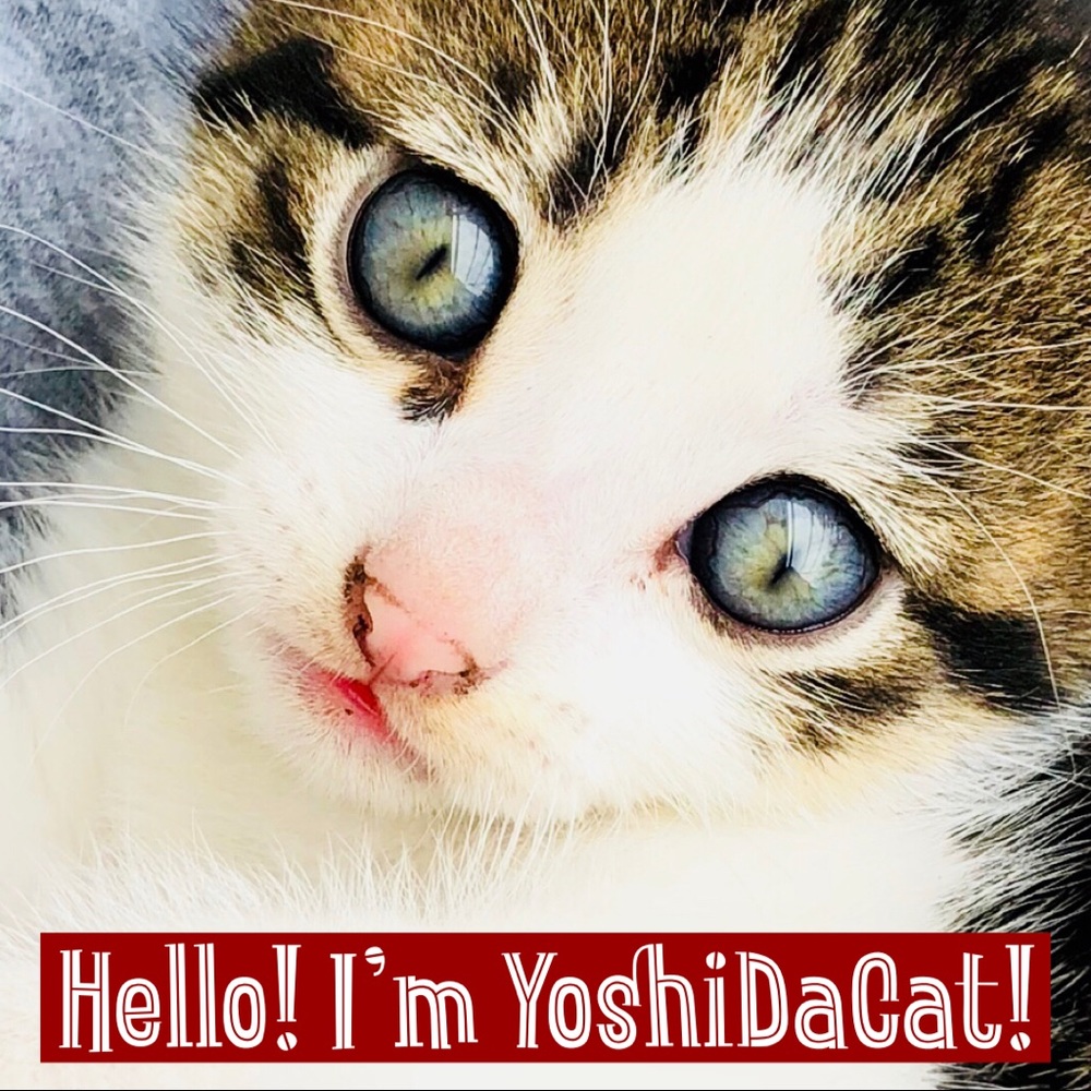 ✨ Meet your Posher, YoshiDaCat